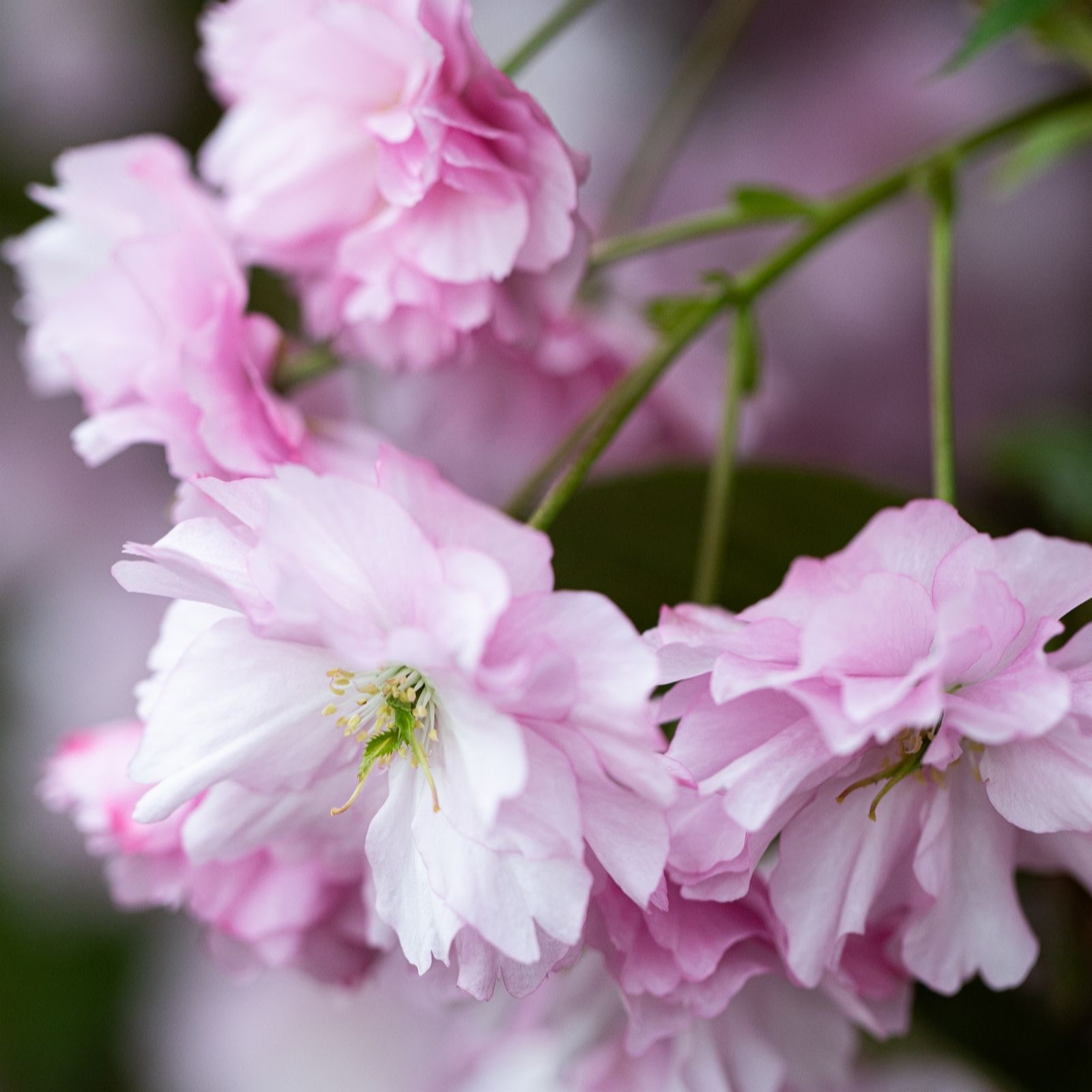 Frank P Matthews Prunus 'Kanzan' | Cherry Blossom Tree | 12L Pot