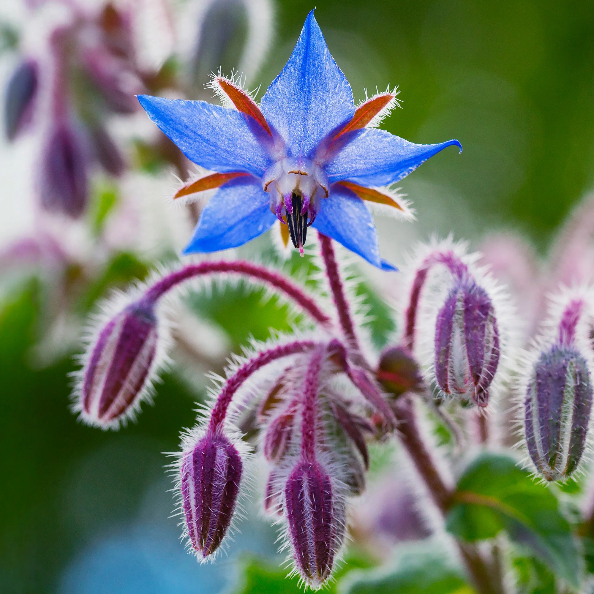 GardenersDream Borage Seeds